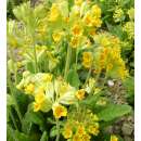 Frühlingsschlüsselblume - Primula veris - Demeter biologische Samen