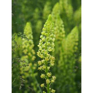 Gelbe Reseda - Reseda lutea - Demeter biologische Samen