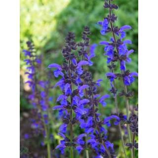 Wiesensalbei - Salvia pratensis - Demeter biologische Samen