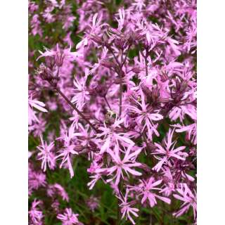 Kuckucks-Lichtnelke - Silene flos-cuculi - Demeter biologische Samen