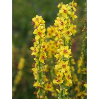 Dunkle Königskerze - Verbascum nigrum - Demeter biologische Samen