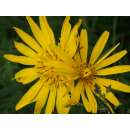 Wiesenbocksbart - Tragopogon orientalis - Demeter biologische Samen