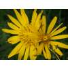 Wiesenbocksbart - Tragopogon orientalis - Demeter biologische Samen