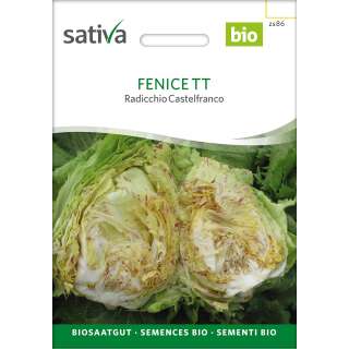 Radicchio Fenice TT - Cichorium endivia - BIOSAMEN