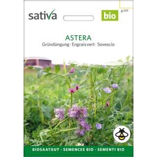 Gründüngung Astera - BIOSAMEN