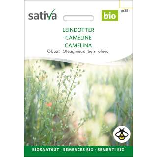 Gründüngung Leindotter - Camelina sativa - BIOSAMEN