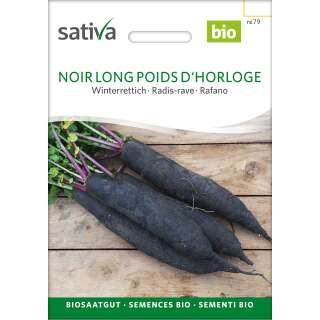 Winterrettich Noir long poids dhorloge - Raphanus sativus  - BIOSAMEN