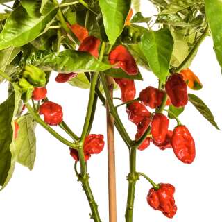 Chili NuMex Suave Red - Capsicum chinense - Samen