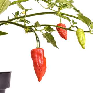 Chili Aji Benito - Capsicum baccatum - Samen