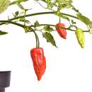 Chili Aji Benito - Capsicum baccatum - Samen