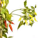 Chili Aji Cristal - Capsicum baccatum - Samen