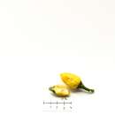 Chili Limoncello - Capsicum annuum  - Samen