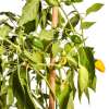 Chili Limoncello - Capsicum annuum  - Samen
