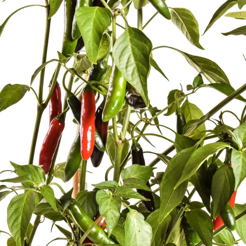 Chili Devil Serrano - Capsicum annuum  - Samen