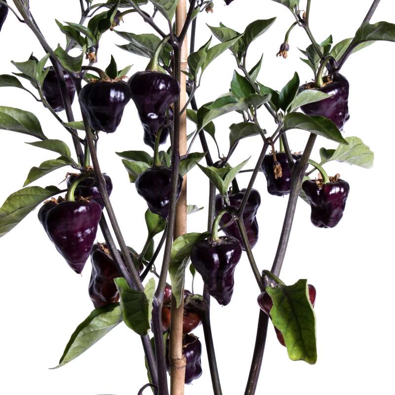 Saatgut Purple Ufo Chili Gemüsesamen Seeds 5+ Samen 