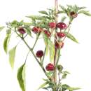 Chili Cherry Bomb - Capsicum annuum  - Samen