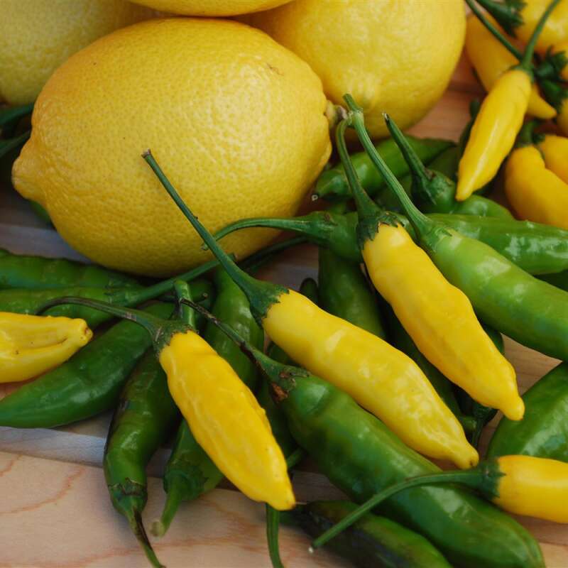 Chili Lemon Drop - Capsicum baccatum - Samen