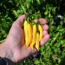 Piment Lemon Drop - Capsicum baccatum - Graines