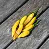 Piment Lemon Drop - Capsicum baccatum - Graines