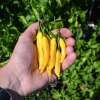 Piment Lemon Drop - Capsicum baccatum - Graines