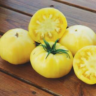 Tomate White Tomesol -  Solanum lycopersicum - Tomatensamen