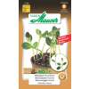 Microgreen Sonnenblume - Helianthus annuus - Samen