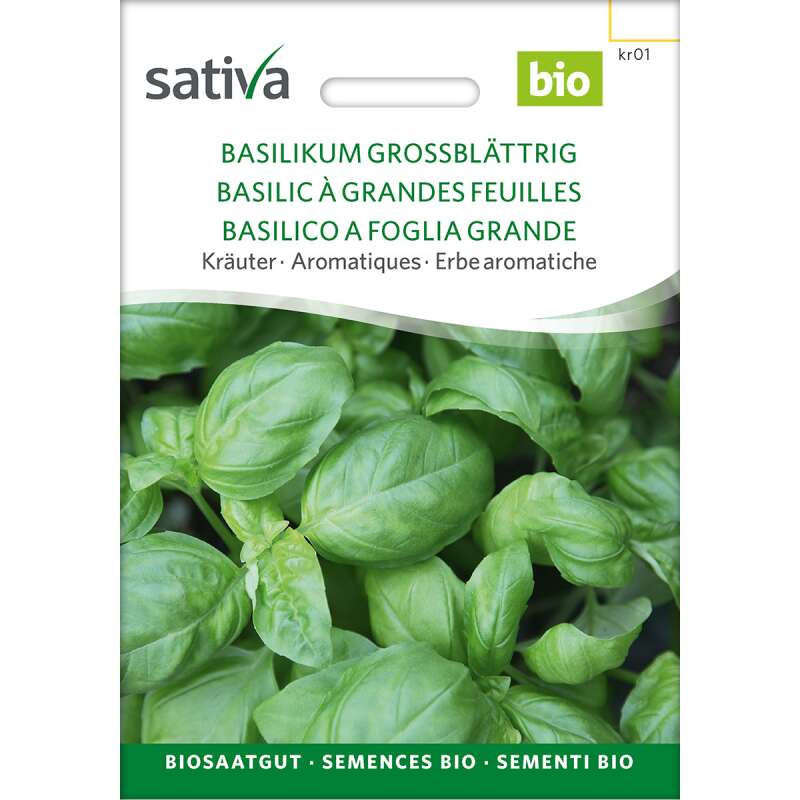 Basilikum grossblättrig - Ocimum basilicum - BIOSAMEN