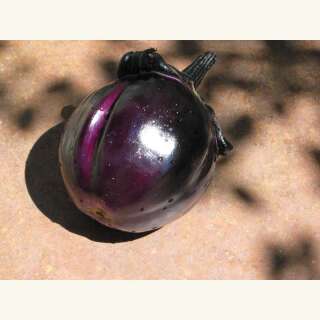 Aubergine Obsidian - Solanum melongena - Demeter...