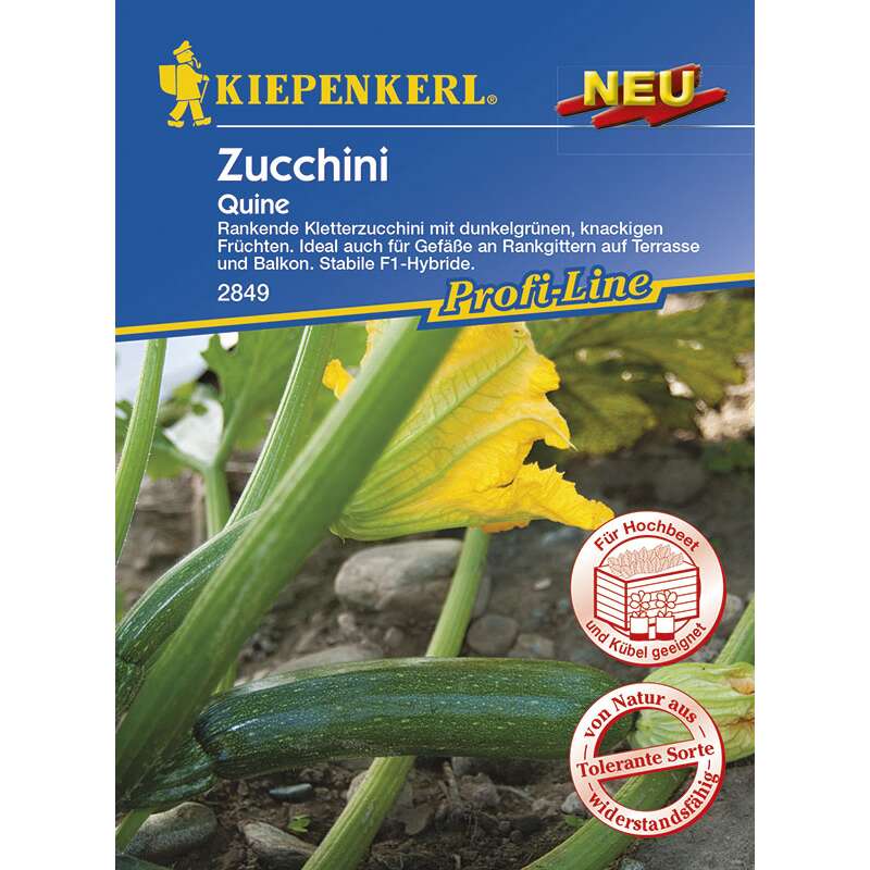 Zucchetti, Zucchini Quine F1 - PROFILINE - Cucurbita pepo - Samen