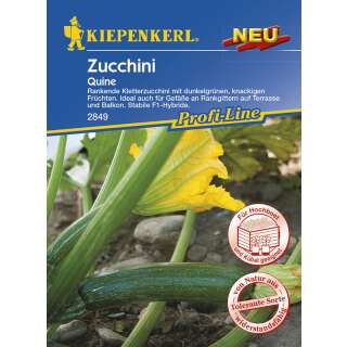 Zucchetti, Zucchini Quine F1 - PROFILINE - Cucurbita pepo...