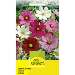 Cosmea, Schmuckkörbchen, Mischung - Cosmos bipinnatus - Samen