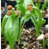 Alraune, frühlingsblühend - Mandragora officinarum - Samen