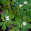 Bockshornklee - Trigonella foenum-graecum - Samen