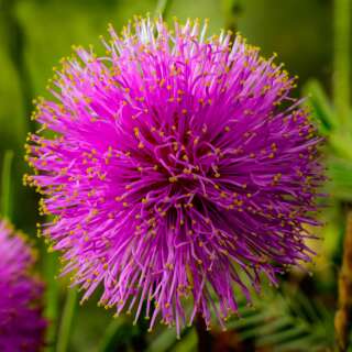 Sinnpflanze, Mimose, winterhart - Schrankia uncinata (Syn. Mimosa microphylla) - Samen