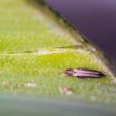 Amblyseius-Raubmilben - gegen Thrips