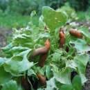 Bioslug Schneckennematoden - gegen kleine Nacktschnecken