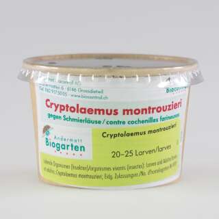 Cryptolaemus-Marienkäferlarven - gegen Woll-/Schmierläuse