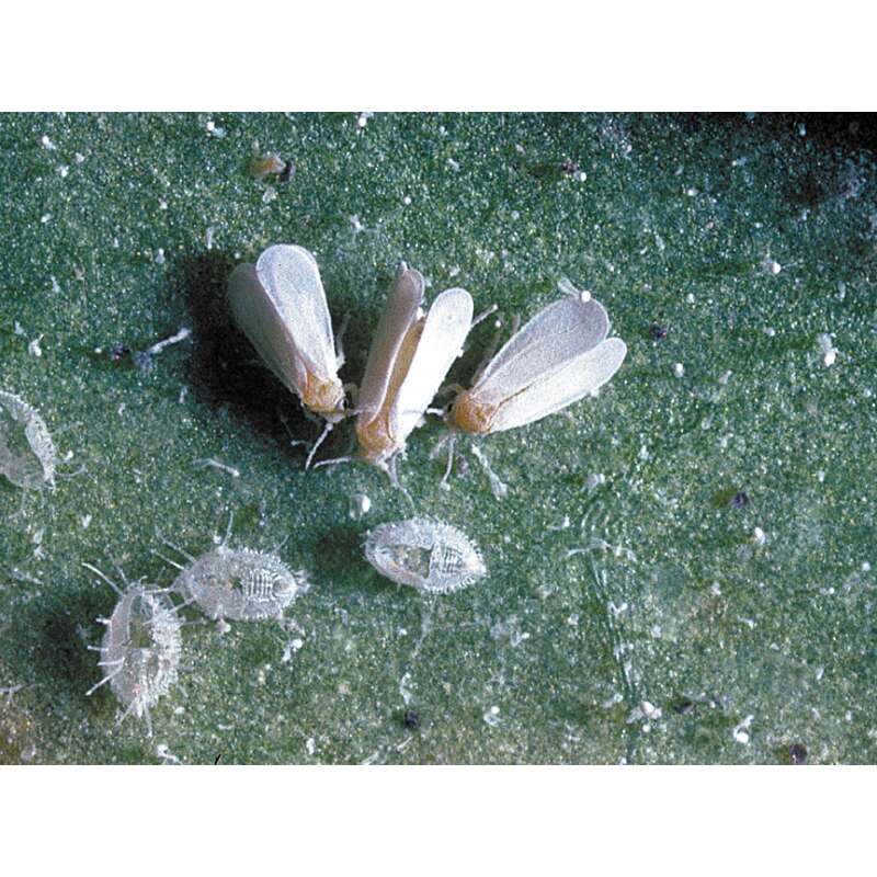 Encarsia-Schlupfwespen - gegen Weisse Fliegen