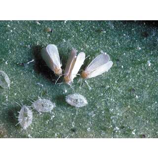 Encarsia-Schlupfwespen - gegen Weisse Fliegen