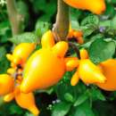 Kuheuterpflanze Nipple Fruit - Solanum mammosum - Samen