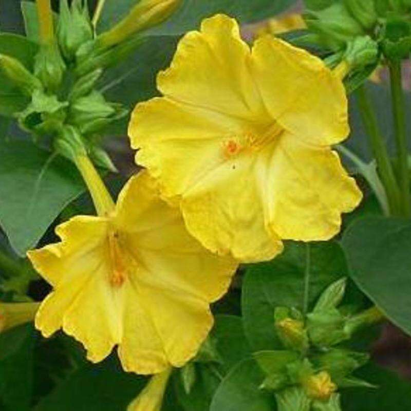 Wunderblume, gelb - Mirabilis jalapa - BIOSAMEN