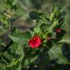 Wunderblume, rot - Mirabilis jalapa - BIOSAMEN