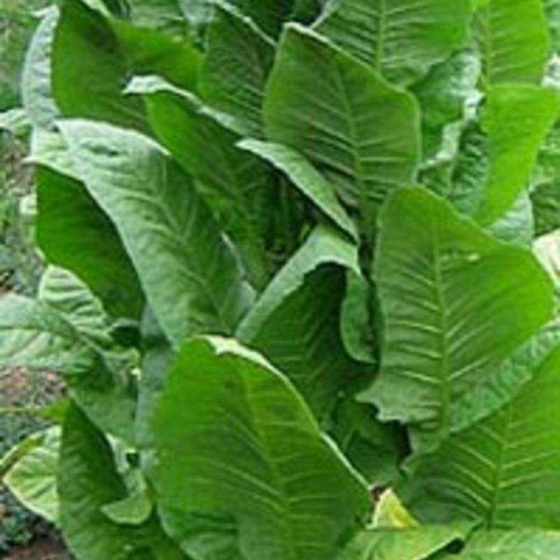 Tabak, Rauchtabak African Red - Nicotiana tabacum - Samen