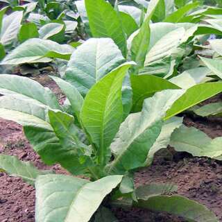 Tabak, Rauchtabak Amarello Rio Grande - Nicotiana tabacum - Samen