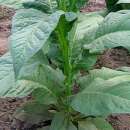 Tabak, Rauchtabak Banana Leaf - Nicotiana tabacum - Samen