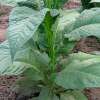 Tabak, Rauchtabak Banana Leaf - Nicotiana tabacum - Samen