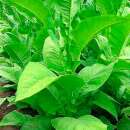 Tabak, Rauchtabak Big Gem - Nicotiana tabacum - Samen