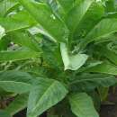 Tabak, Rauchtabak Bolivian Criollo - Nicotiana tabacum -...
