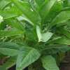 Tabak, Rauchtabak Bolivian Criollo - Nicotiana tabacum - Samen