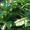 Tabak, Rauchtabak Catterton - Nicotiana tabacum - Samen
